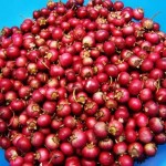 Cranberries