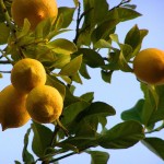 Lemons growing on a tree