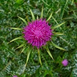 Photo of milk thistle