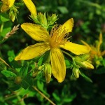 Photo of Hypericum perforatum