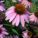 A photo of the echinacea plant