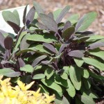 Photo of a sage plant