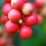 Photo of schizandra berries