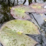 Photo of water lillies