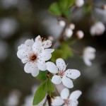 Photo of spring blossom