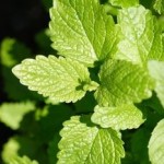 Close up photo of lemon balm herb