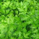 Photo of parsley
