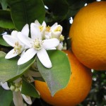 Photo of orange blossom