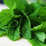 Photo of fresh mint