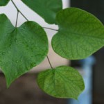 Photo of heart-shaped leaves