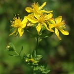 Photo of the St John's wort plant