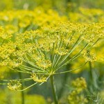 Photo of fennel flower heads