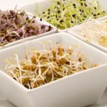 Photo of sprouted seeds in white bowls