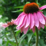 Photo of an echinacea flower