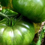 Photo of green tomatoes