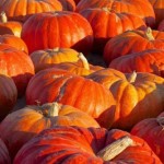 Photo of a field of large pumpkins