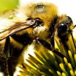 Close up photo of a bee on a flower