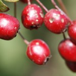 Close up photo of hawthorn berries