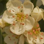 Close up photo of hawthorn flowers