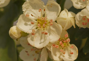 Close up photo of hawthorn flowers