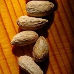 Photo of neem tree seeds