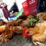 Photo of chickens in a Chinese market