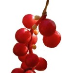 Photo of schisandra berries