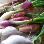 Photo of organic shallots