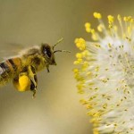 Photo of a honey bee collecting pollen