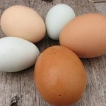 Photo of diferent types of hen's eggs