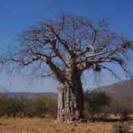 Photo of a baobab tree in Africa