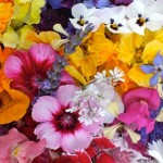 Photo of a selection of edible flowers