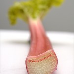 Photo of a stalk of Yorkshire forced rhubarb