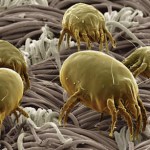 Close up photo of dust mites