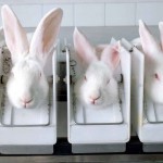 Photo of rabbits in laboratory boxes