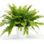 Photo of a Boston fern