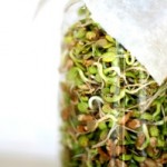 photo of sprouted grains in a jar