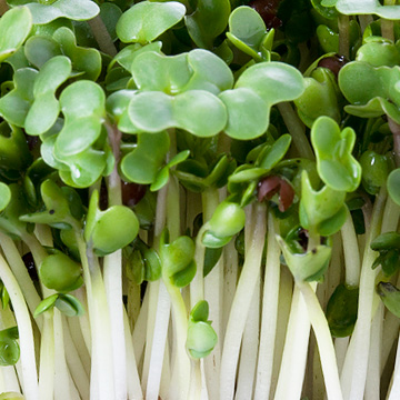 Broccoli sprouts help prevent flu