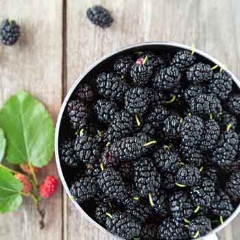 Is mulberry discount good for diabetes